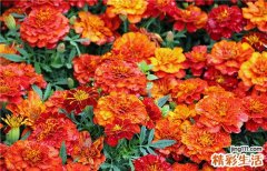 让我告诉大腿内侧湿疹怎么办