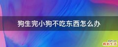 狗生完小狗不吃东西怎么办