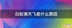白蚁满天飞是什么原因