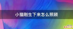 小猫刚生下来怎么照顾