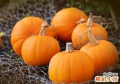 空腹吃南瓜会拉肚子吗 什么人不能吃南瓜