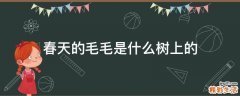 春天的毛毛是什么树上的