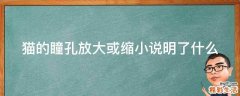 猫的瞳孔放大或缩小说明了什么