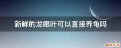新鲜的龙眼叶可以直接养龟吗