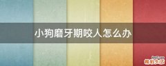 小狗磨牙期咬人怎么办