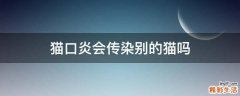 猫口炎会传染别的猫吗