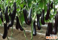 茄子营养又家常，宝宝多大可以吃茄子？怎么做？