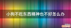 小狗不吃东西精神也不好怎么办