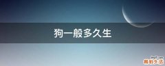 狗一般多久生