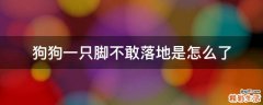 狗狗一只脚不敢落地是怎么了