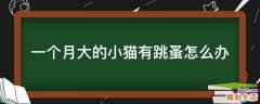 一个月大的小猫有跳蚤怎么办