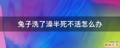 兔子洗了澡半死不活怎么办