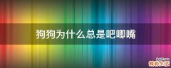 狗狗为什么总是吧唧嘴