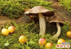 菌子和茄子相克吗 菌子和茄子一起吃有什么好处