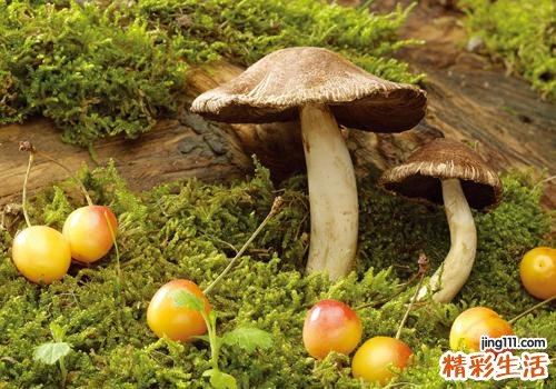 菌子和茄子相克吗 菌子和茄子一起吃有什么好处