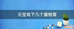 元宝鸡下几个蛋抱窝