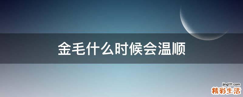 金毛什么时候会温顺