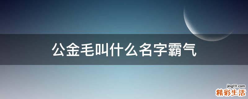 公金毛叫什么名字霸气