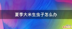 夏季大米生虫子怎么办