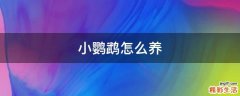 小鹦鹉怎么养