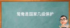 鸳鸯是国家几级保护