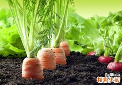 吃萝卜能减肥吗 这么吃让你一个月瘦10斤