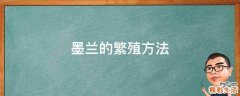 墨兰的繁殖方法