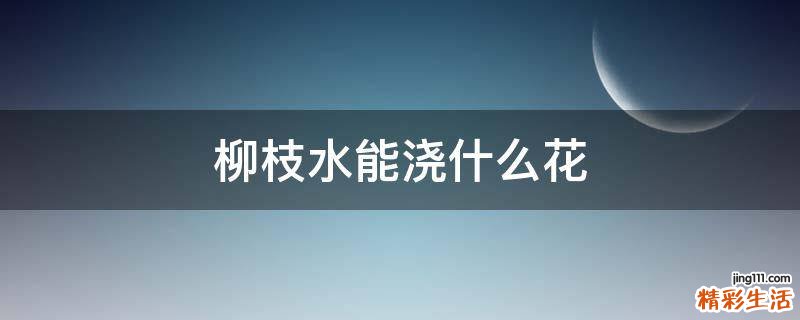 柳枝水能浇什么花