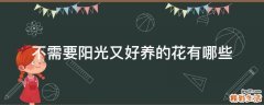 不需要阳光又好养的花有哪些