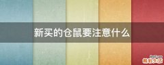 新买的仓鼠要注意什么