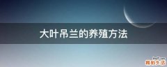 大叶吊兰的养殖方法