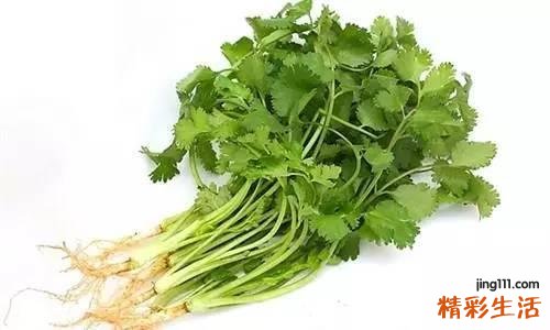香菜的功效与作用 香菜保鲜怎么做