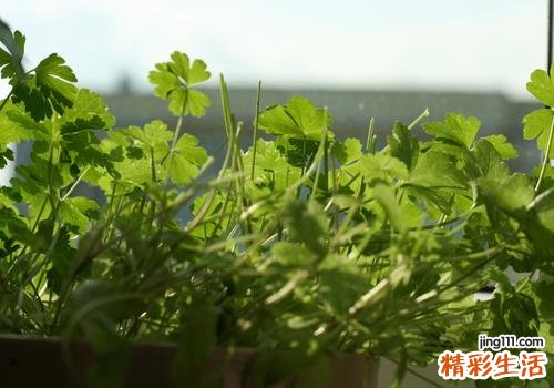 孕妇吃香菜对胎儿好吗 孕妇吃香菜有什么好处