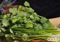 香菜的功效与作用禁忌