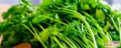 芫荽是什么 芫荽是香菜吗