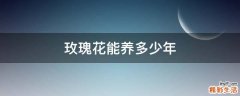 玫瑰花能养多少年