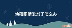幼猫眼睛发炎了怎么办