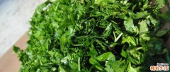 香菜放冰箱里怎么保鲜 香菜放冰箱能放几天
