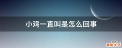 小鸡一直叫是怎么回事