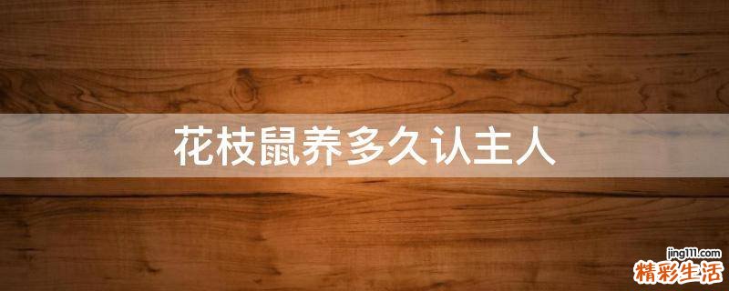 花枝鼠养多久认主人