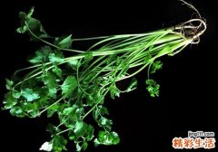 经常吃香菜好吗 香菜放冰箱怎么保存