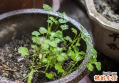 羊肉能和香菜一起吃吗 鸡蛋和香菜能一起炒吗