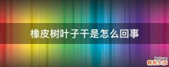 橡皮树叶子干是怎么回事