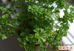 鱼和香菜能一起吃吗 菠菜与香菜能一起吃吗