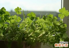 香菜生的可以吃吗 苦瓜和香菜能一起凉拌吃吗