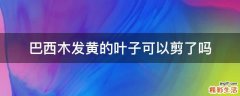 巴西木发黄的叶子可以剪了吗