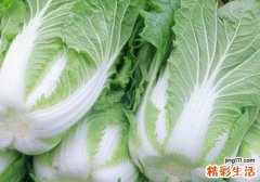 白菜的功效与作用