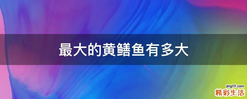 最大的黄鳝鱼有多大