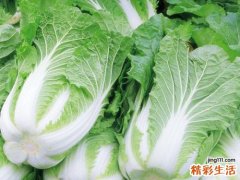 白菜和什么一起吃最好 白菜常见的十种黄金搭档