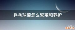 乒乓球菊怎么繁殖和养护